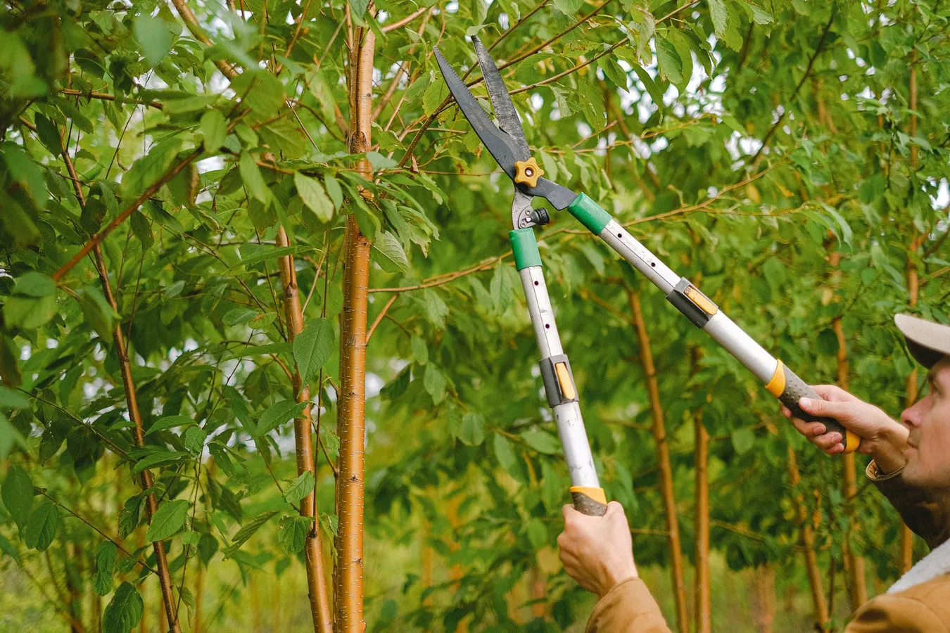 Cinq croyances sur l'élagage qui font plus de mal que de bien à vos arbres