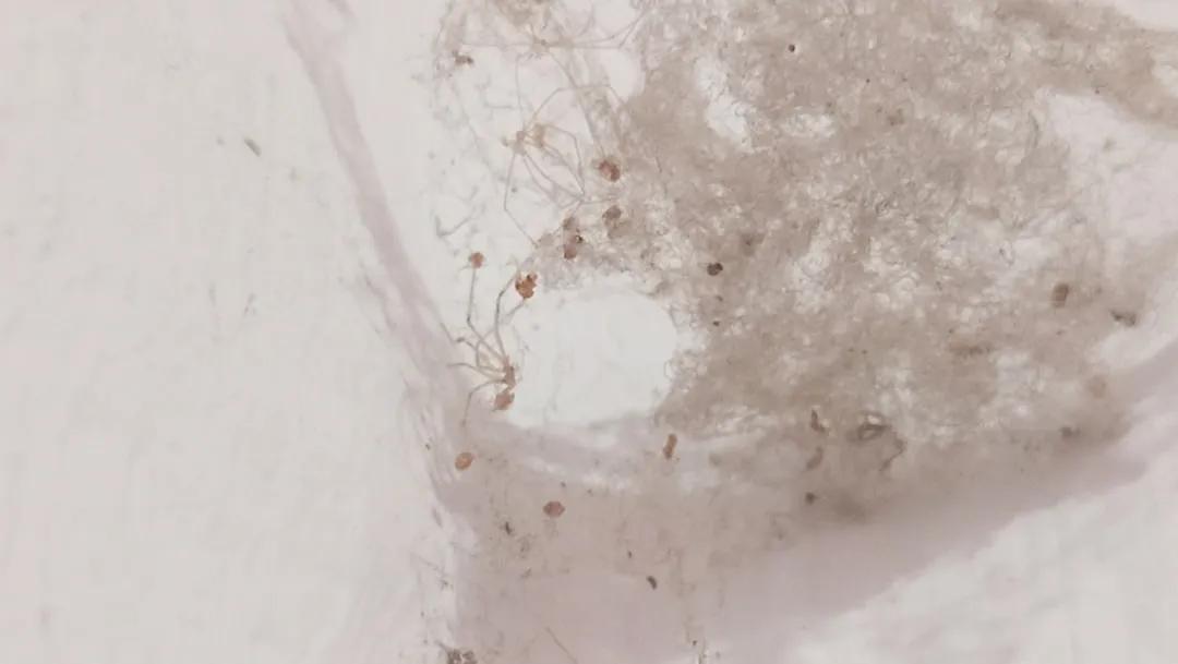 Mites de poussière : identifier, traiter et prévenir les acariens de la maison