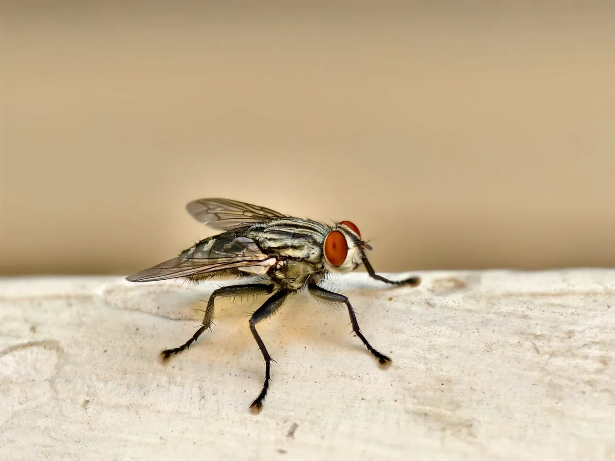 Mouches dans la maison : identifier l'origine, éliminer le foyer et empêcher la réinfestation