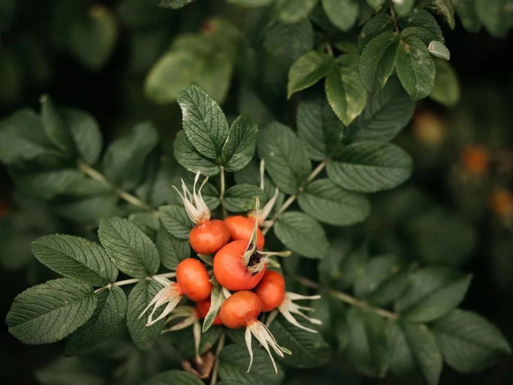 Fruits en E : liste fiable pour le Petit Bac, le Scrabble et les ateliers scolaires