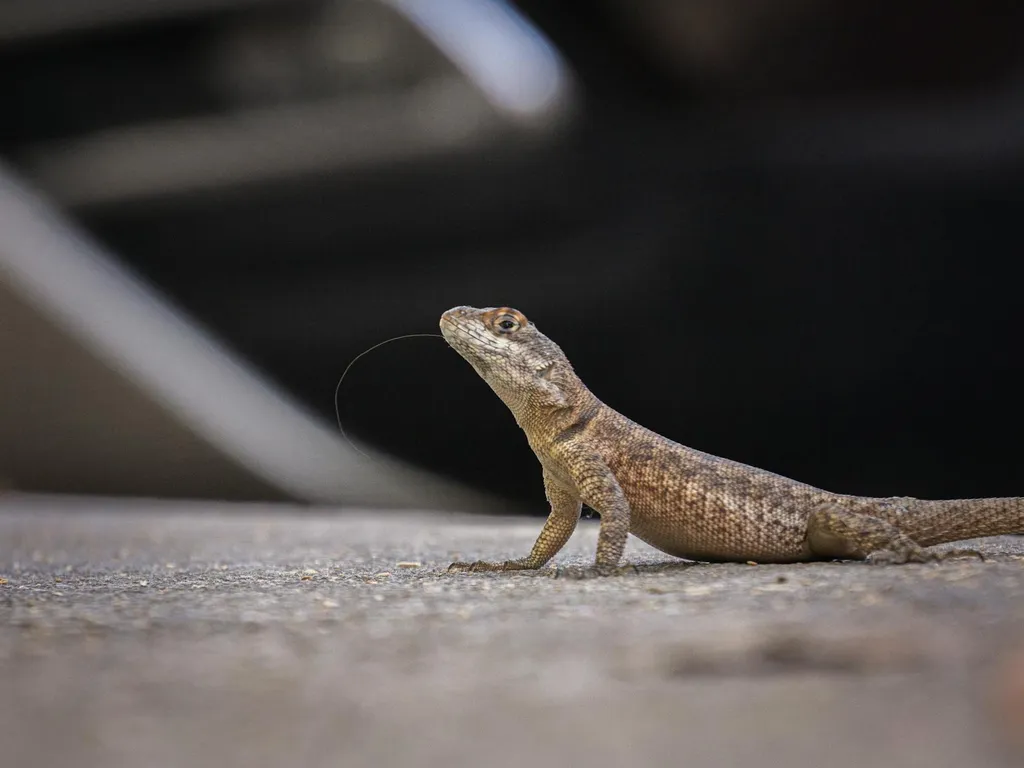 Lézard dans la maison : pourquoi il est là et comment le faire sortir sans le tuer