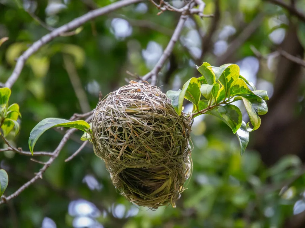Nid d'oiseau dans une maison signification