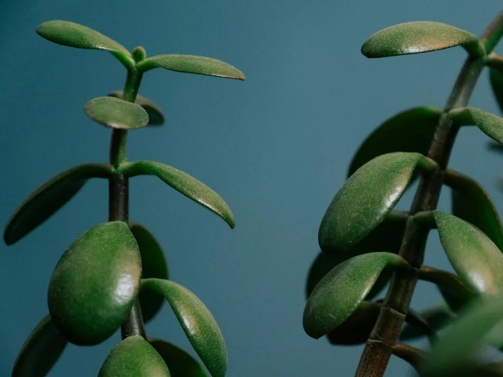 Où placer la plante de jade dans la maison