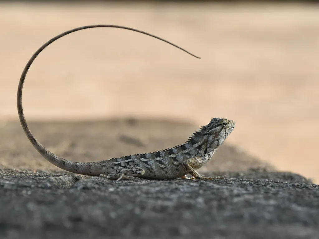 longueur-de-la-queue-de-lezard