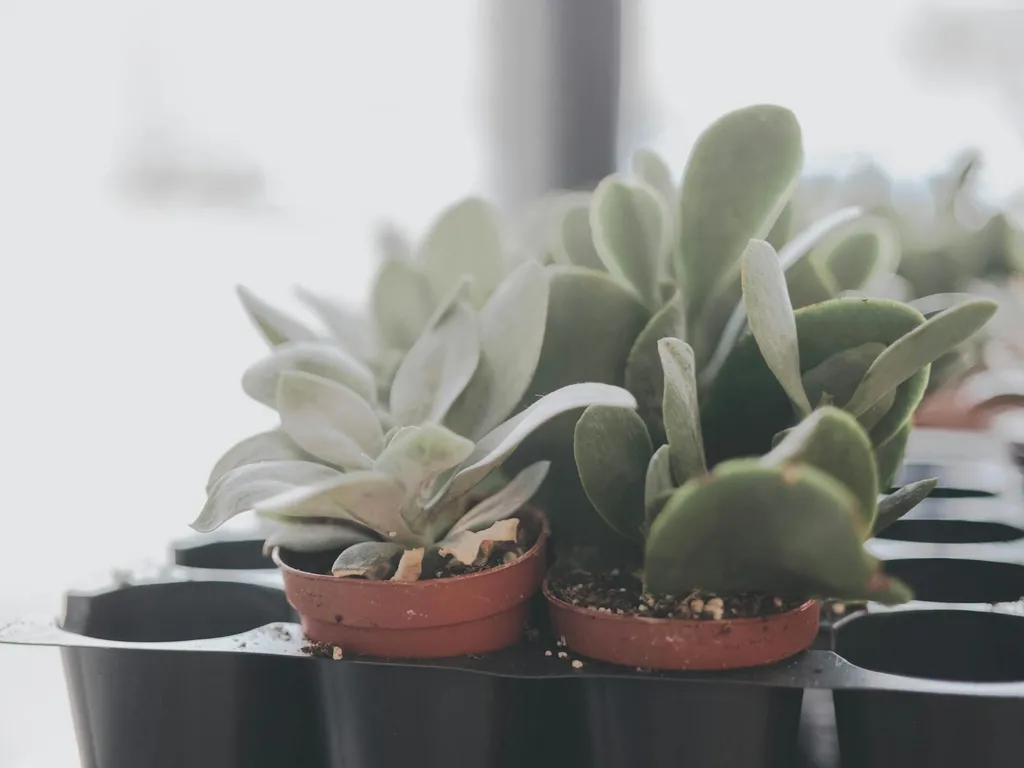 pot-de-plante-succulente