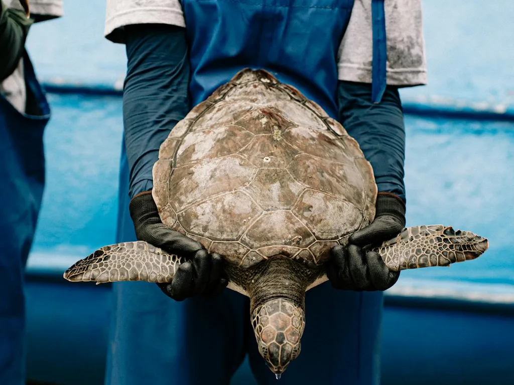 sauvetage-de-la-faune