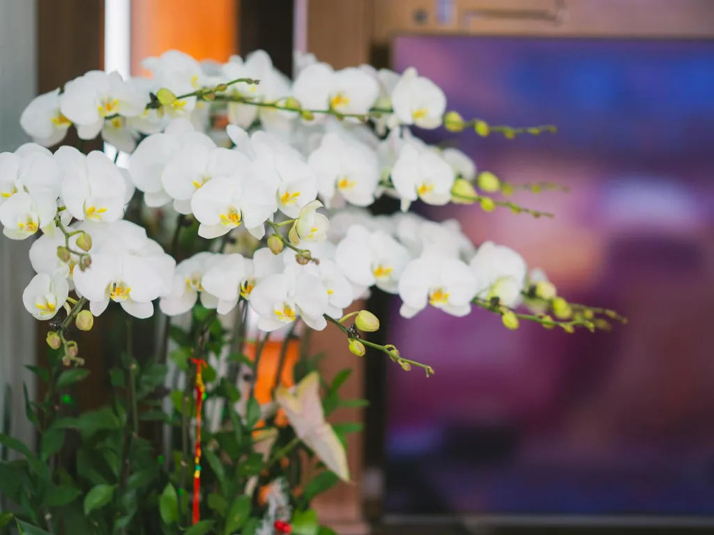 temperature-de-soin-des-orchidees